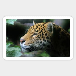 Portrait of a Jaguar Sticker